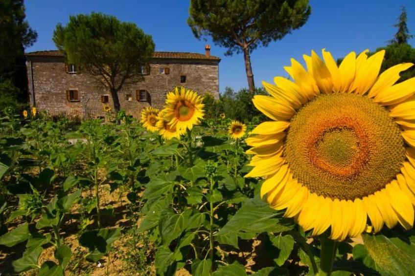 'Molinello albicocco' - foto 36