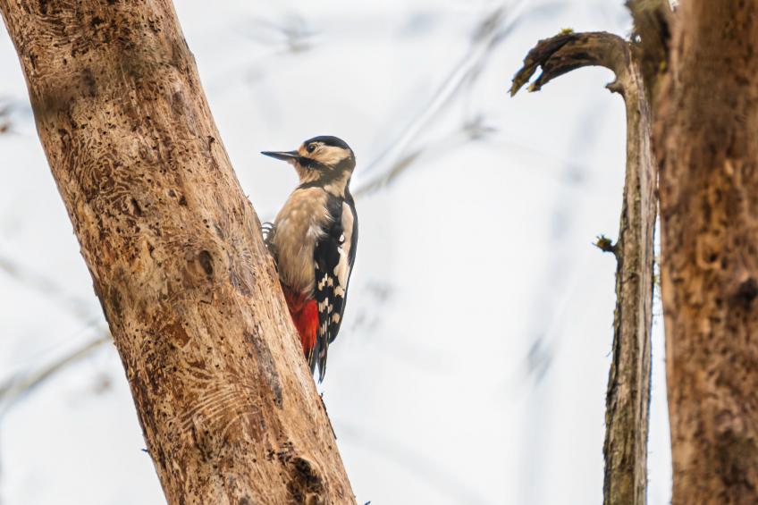 Coiltie House - foto 46