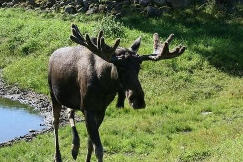 Möckeln ausserhalb Älmhult - foto 8