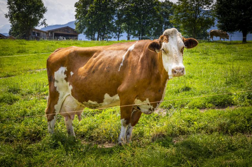 Hanserbauer - foto 27