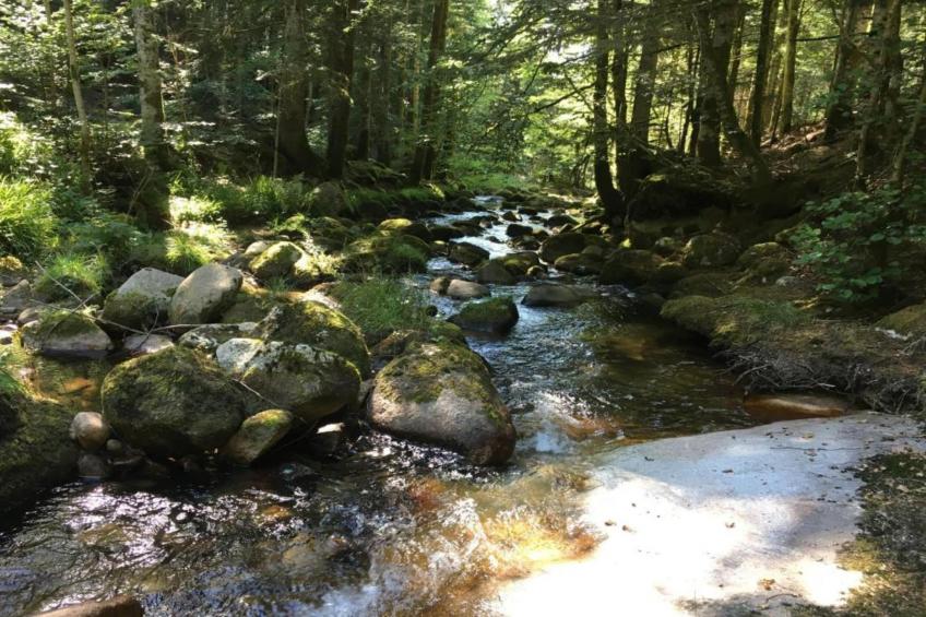 Goutte-Claire - foto 36