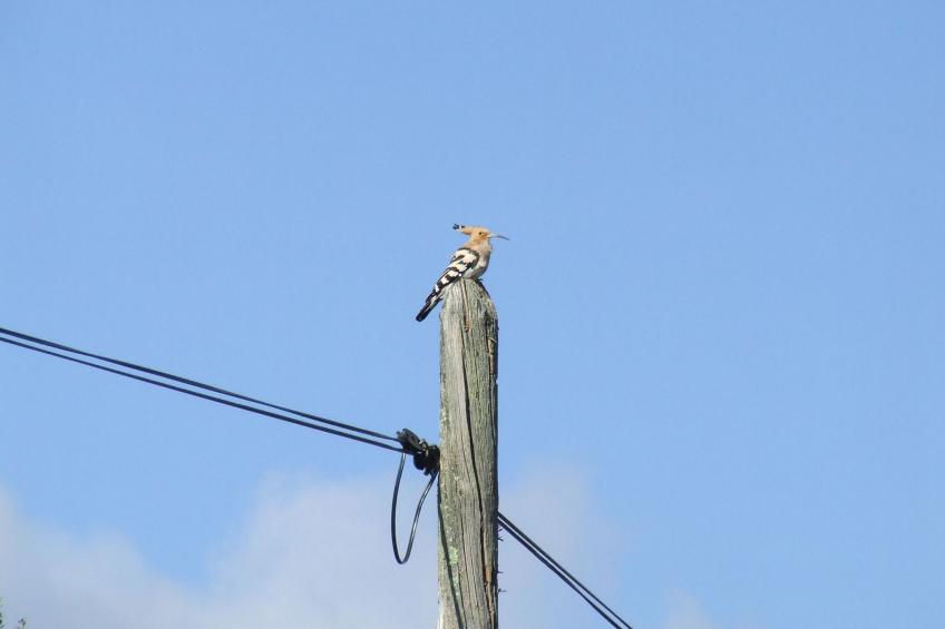 Finca "El Chorrillo" mit gemeinschaftlichem Pool - foto 27