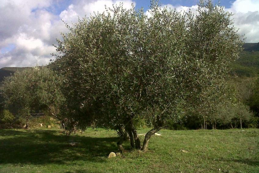 Wohnung Grecale in Castellina Marittima - foto 20