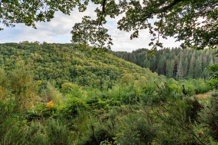 Forest Park Lodge - foto 23