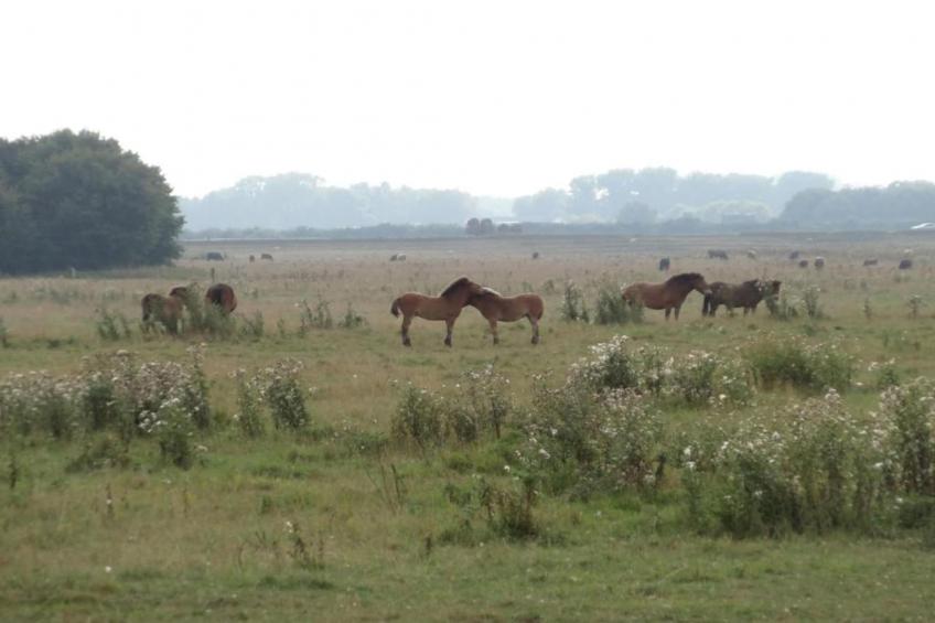 Vakantiepark Schaijk 1 - foto 34