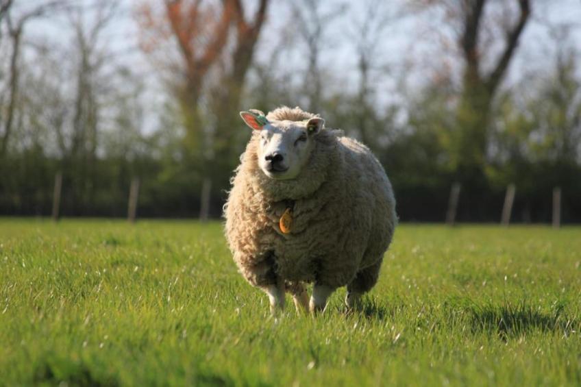 Recreatiepark Wiringherlant - foto 32