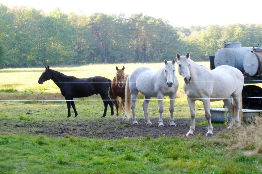 Ferienhaus 4 Elemente - foto 23