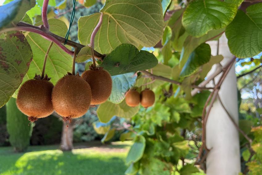 Les Palmiers - foto 12