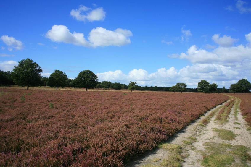 Landgoed Het Grote Zand - foto 35