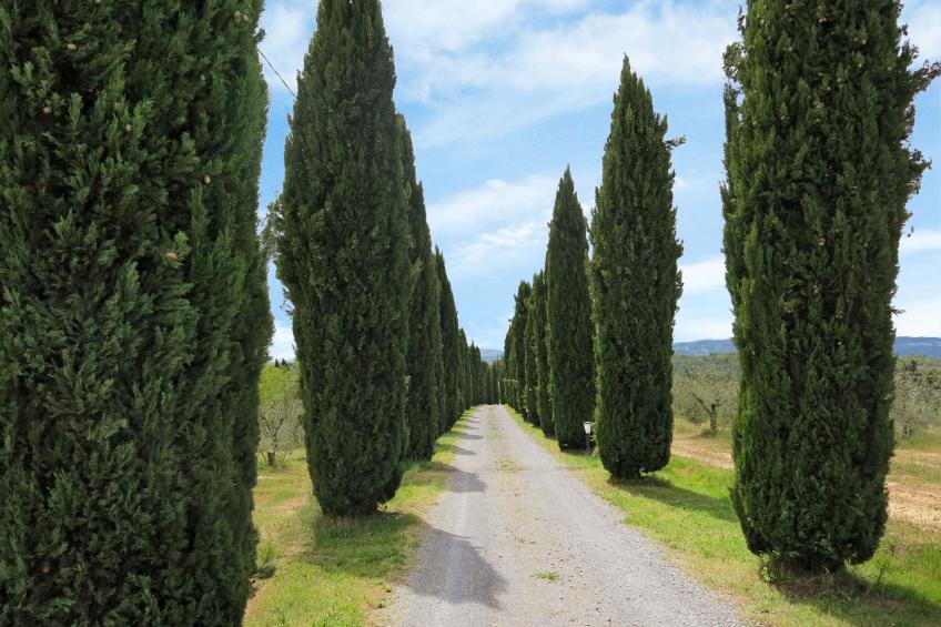 Podere Le Palaie (PEC208) - foto 21