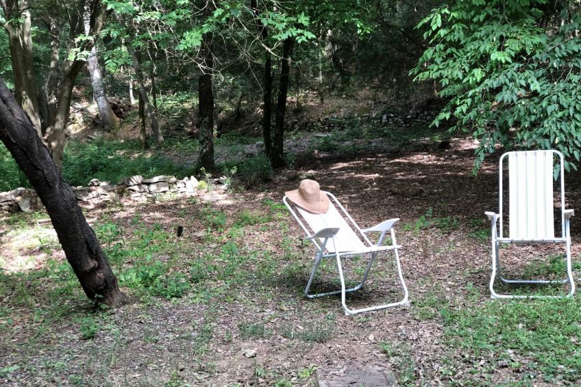 Kirschbäume, eine Oase im Wald zwischen Meer und Natur - foto 42