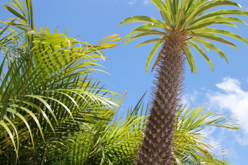 Villa Gogorobi mit privatem Pool - foto 27