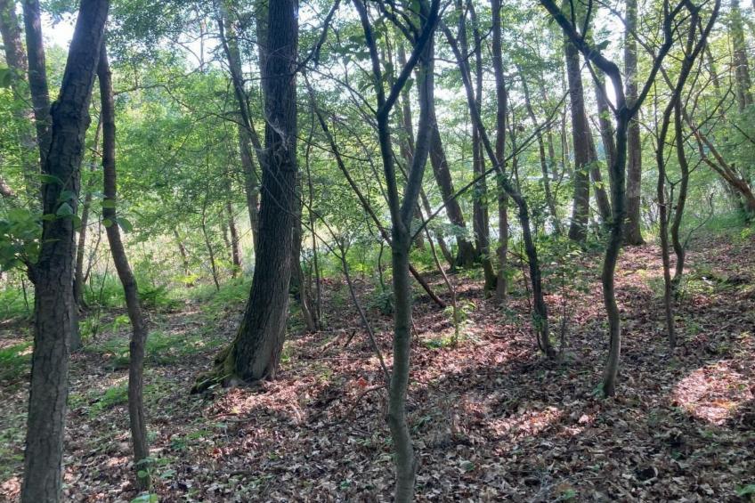 Bungalow Mecklenburgische Seenplatte - foto 36