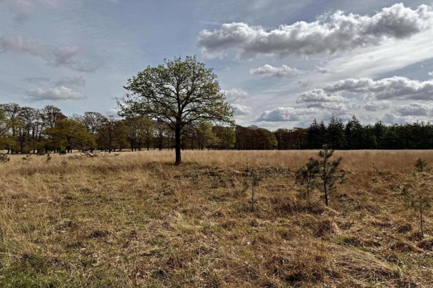 Hoenderloo - Bosvilla - foto 32