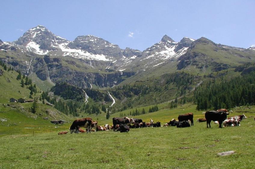 'Lo Chalet' der Balkon über dem Matterhorntal - foto 14