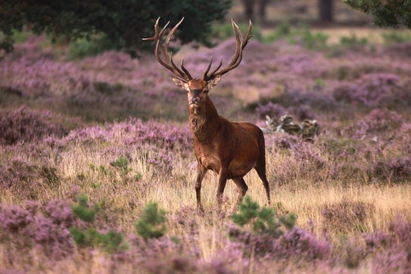 AR Veluwe Mobile home - foto 24