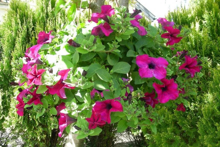 mit Wasserblick - foto 22