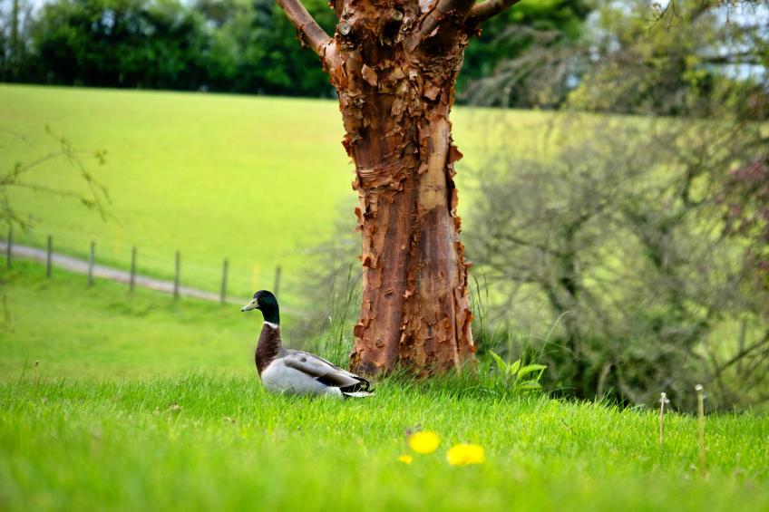 Hay and Hedgerow Glamping - foto 24