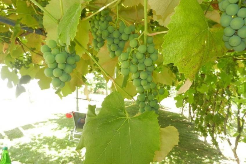 Urlaub für die Seele - Ferienhaus mit Sauna - foto 36