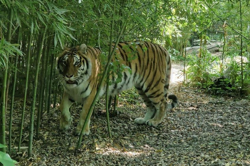 Rosa Selvatica by Holiday World - foto 24