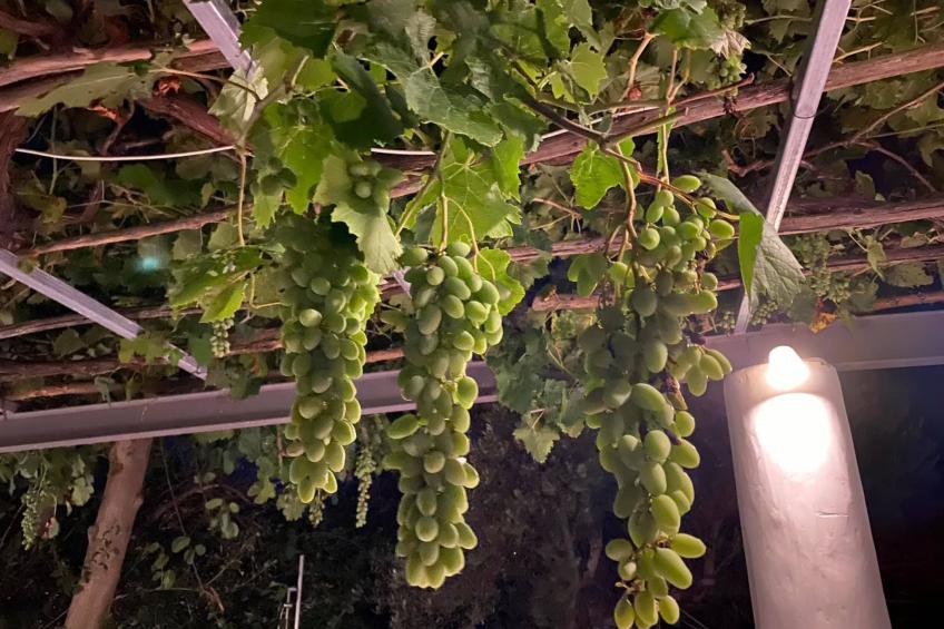 Hütte mit eigenem Garten und Grill - foto 41