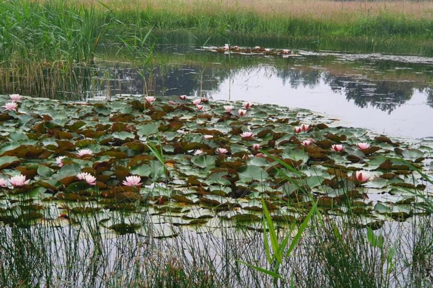 De woelige stal - foto 29