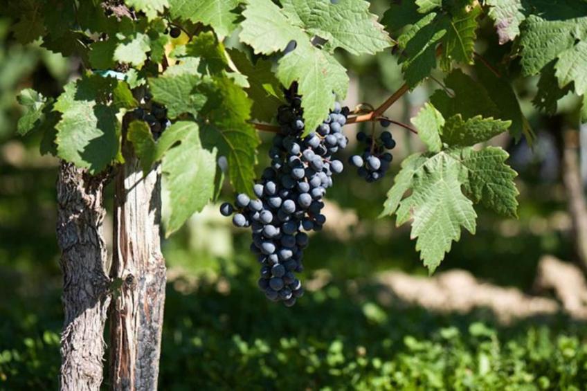 Ferienhaus der Saison an der Mosel - foto 24