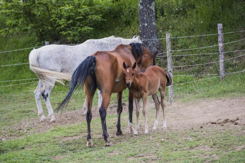 'Case cioni' mit Schwimmbad - foto 37