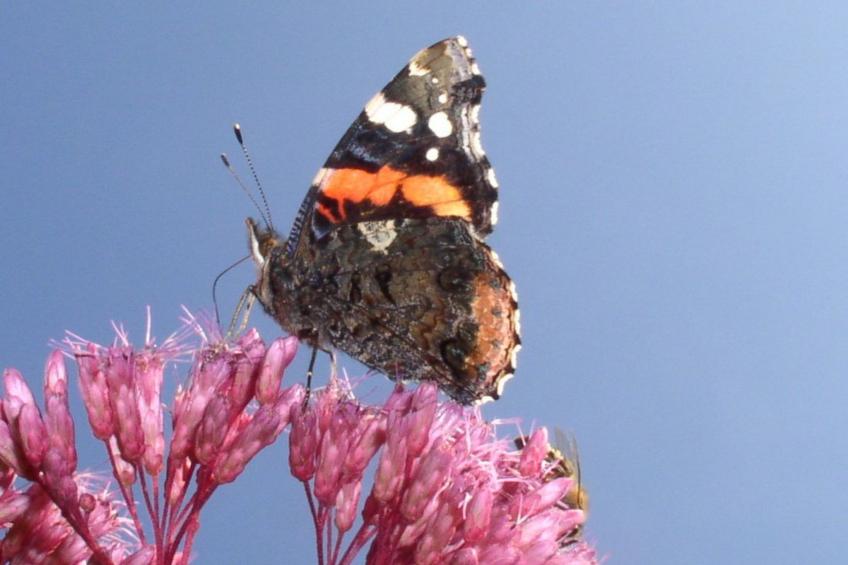Appartement mit Wallbox - foto 44