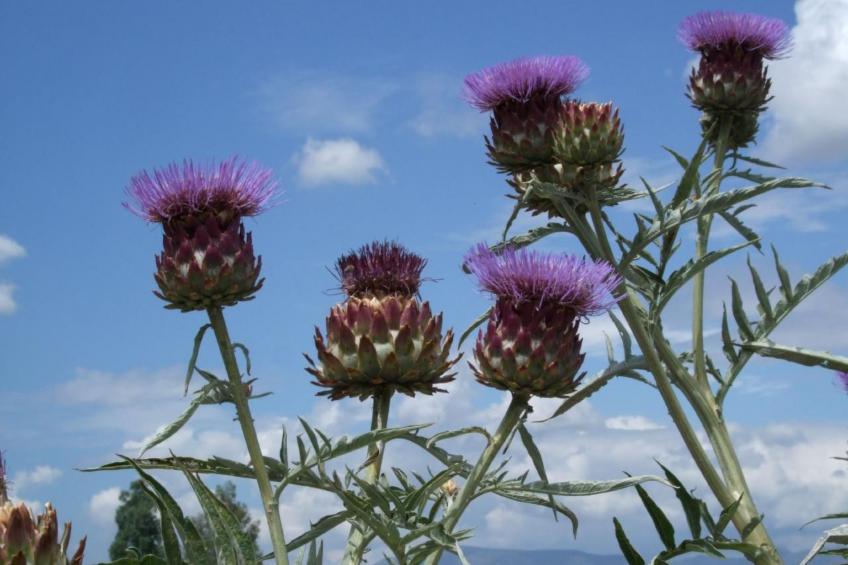 Gemütliches Ferienhaus in Tíjola mit Grill, Garten und Terrasse - foto 18