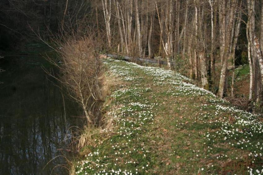 Maison de vacances - LA CHAPELLE-AUX-BOIS - foto 34
