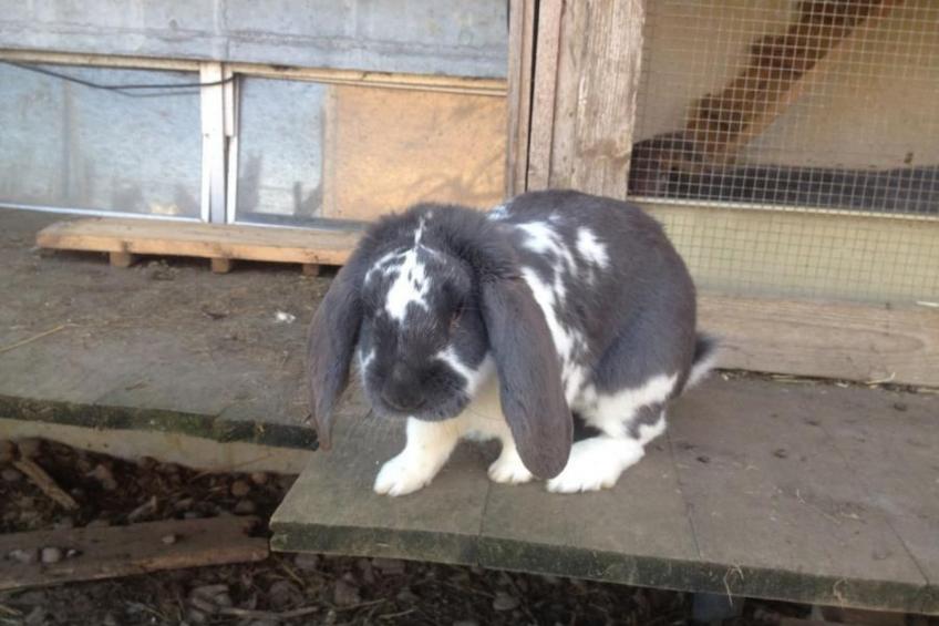 Bauernhof Sal - foto 28