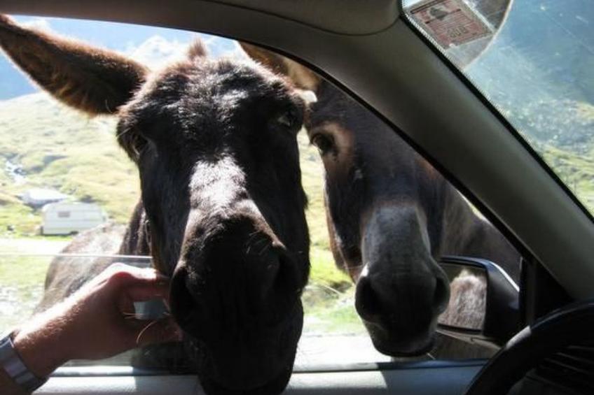 Casa Crina in Karpaten-Dorf in Siebenbürgen - foto 66