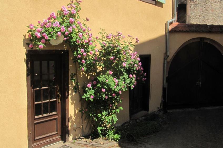 1ed-Face Vosges,au Sud,coeur Vignoble,Calme,WiFi - foto 23