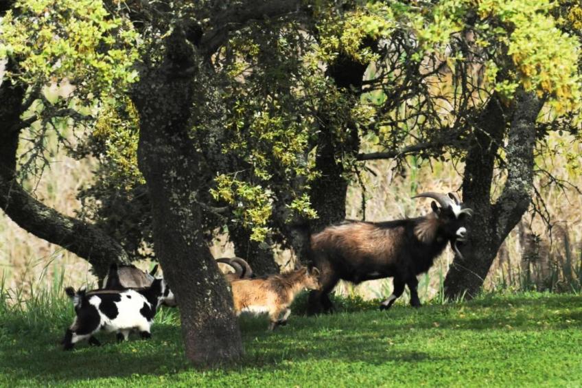 Casa das Pedras - foto 40