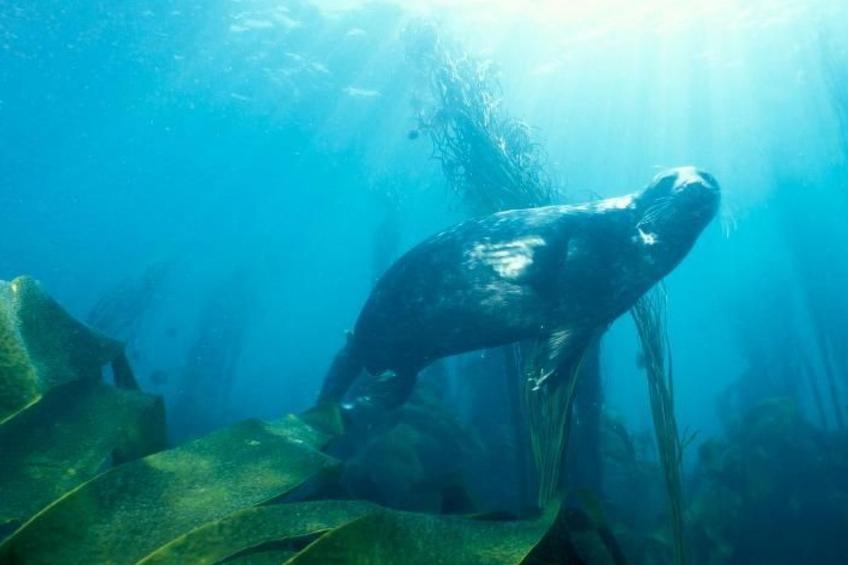 Idyllischer Landsitz mit Meerblick - foto 25