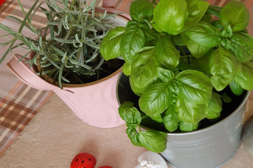 Viva Ve - Studio Apartment - foto 14