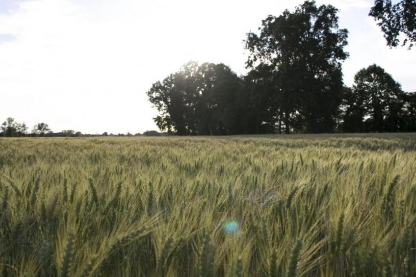 Violino Angelico 1 - foto 24