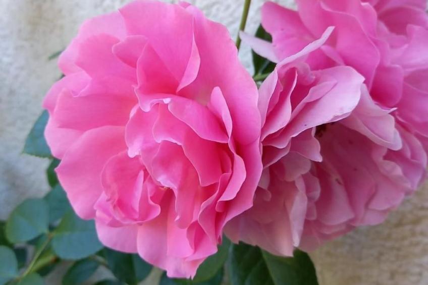 Aareschlucht - Erholung ab 2 Nächten - foto 37