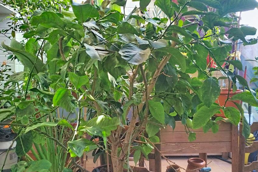 Le Paradis des Fleurs - foto 14