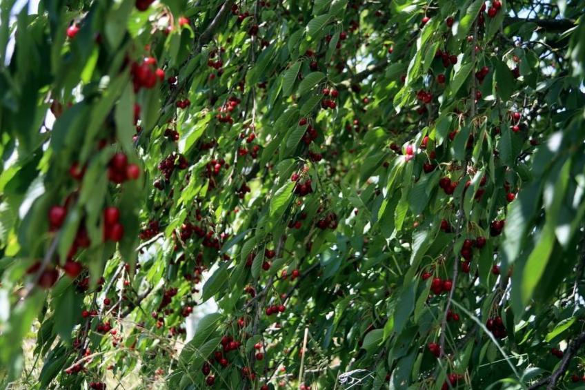 Gemütliches Appartement in Betschdorf - foto 18