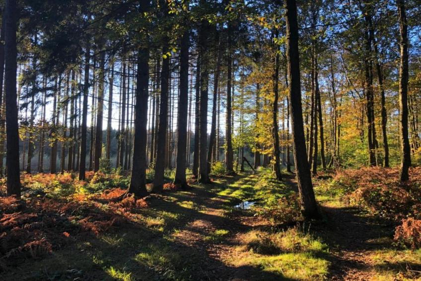 Les Trois Feuilles - foto 19