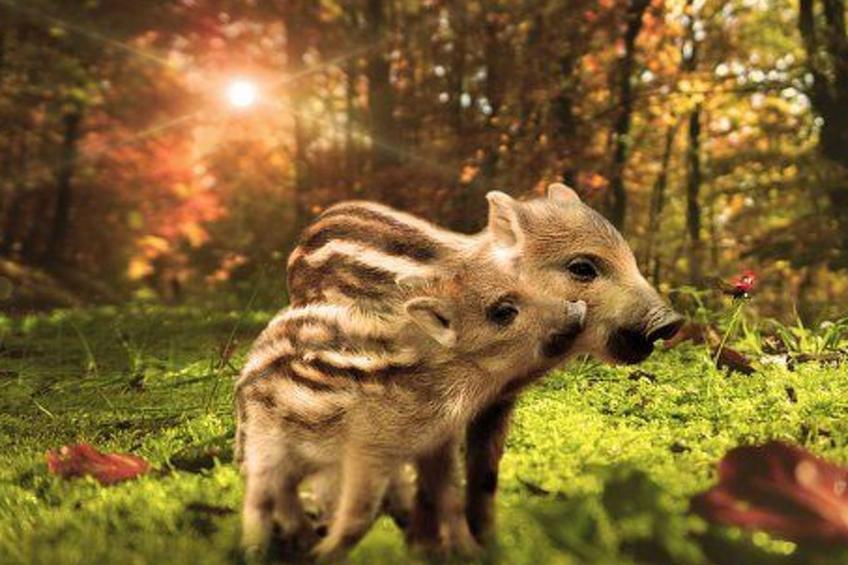 Charmante Lösung, Schwimmbad 10 Minuten vom Meer entfernt - foto 33