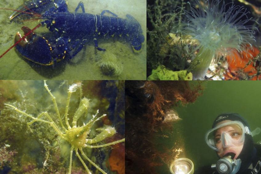 am Meer in Zeeland - foto 23