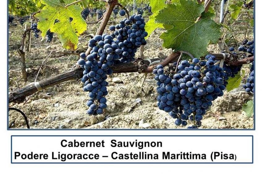 Wohnung Grecale in Castellina Marittima - foto 30