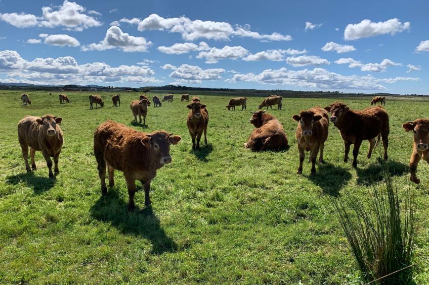 Haus Bamboo in Odeceixe mit ruhiger Terrasse - foto 19
