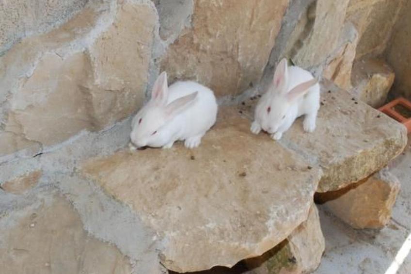 "Cal Serveró." mit Terrasse - foto 17