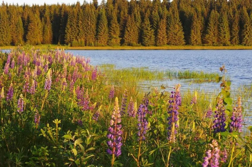 Fewo "Henneberg" - foto 16