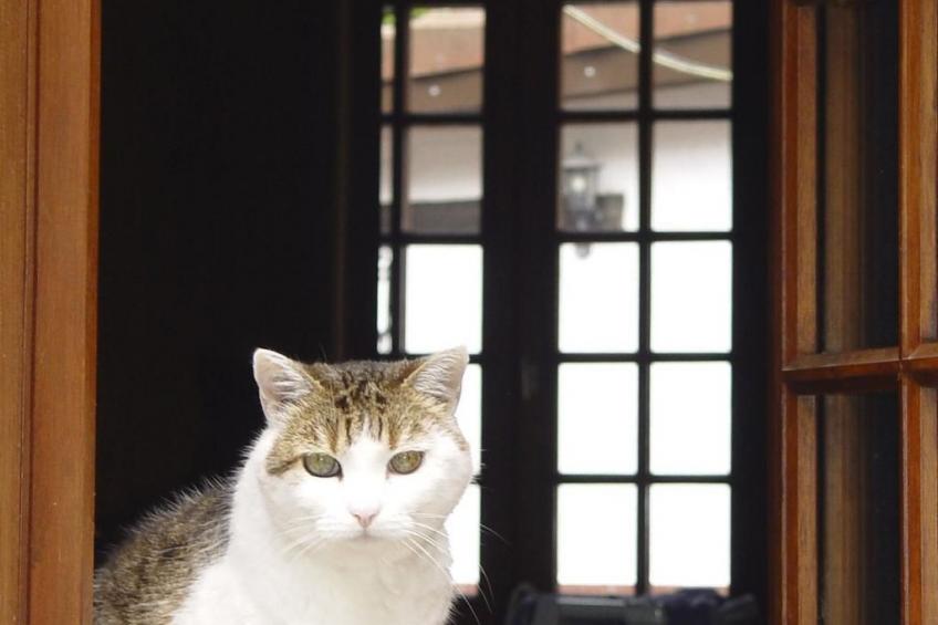 mit großem Garten in La Prée - foto 25