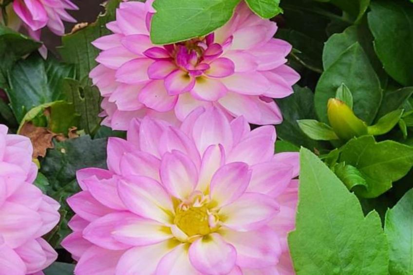 Holiday Home with Three Bedrooms and Garden - foto 10